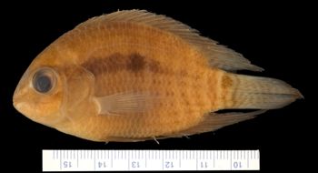Media type: image; Ichthyology 68052